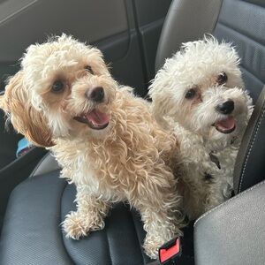 Meet your Posher, Reem